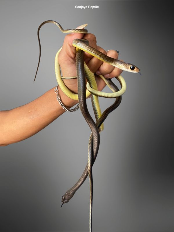 Ptyas korros | Rat Snake