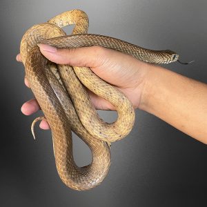 Ptyas mucosus | Giant Rat Snake