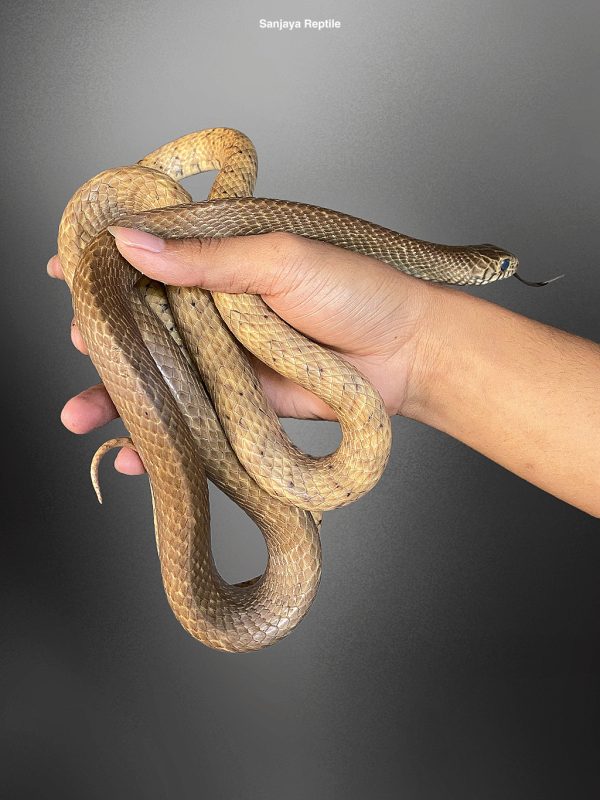 Ptyas mucosus | Giant Rat Snake