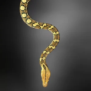 Python reticulatus | Reticulated Python