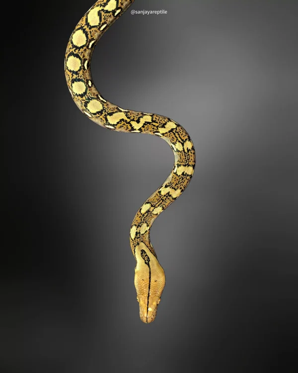 Python reticulatus | Reticulated Python