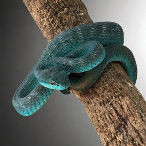 Trimeresurus insularis | Blue Timur Viper Snake