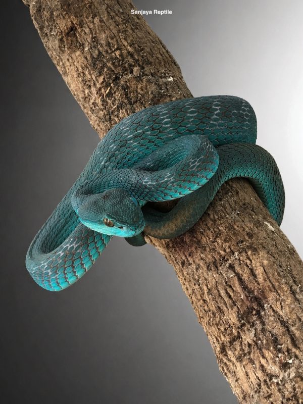 Trimeresurus insularis | Blue Timur Viper Snake