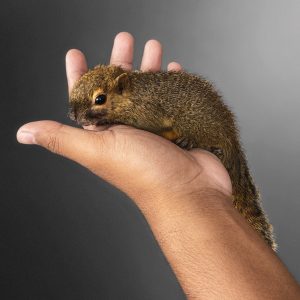 Tupaia javanica | Horsfield's Treeshrew