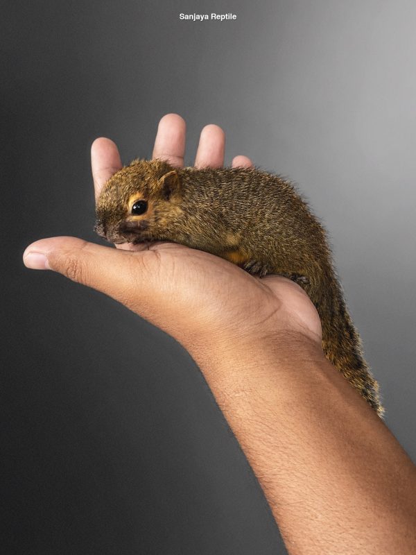 Tupaia javanica | Horsfield's Treeshrew