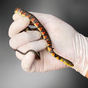 Xenochrophis trianguligerus | Triangle Keelback