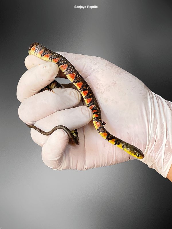 Xenochrophis trianguligerus | Triangle Keelback