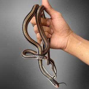 Xenochrophis vittatus | Indonesian Garter Snake