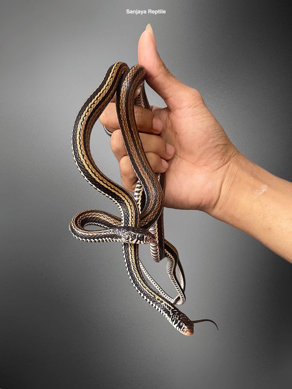 Xenochrophis vittatus | Indonesian Garter Snake