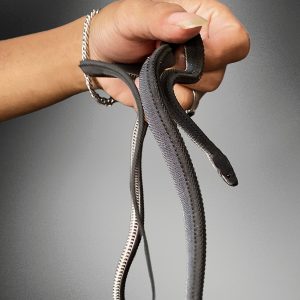Xenodermus javanicus | Dragon Snake