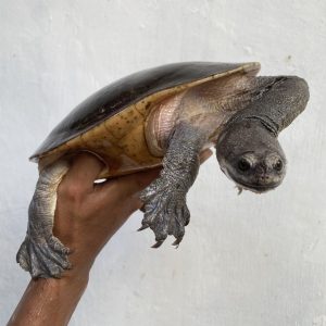 Chelodina parkeri | Parker's Snake-necked Turtle