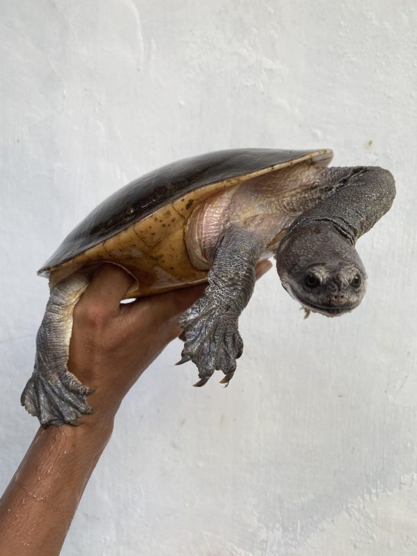 Chelodina parkeri | Parker's Snake-necked Turtle