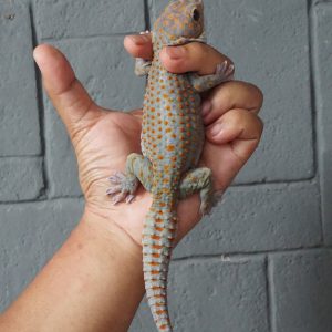 Gekko gecko | Candy Button (Black-Eyed)