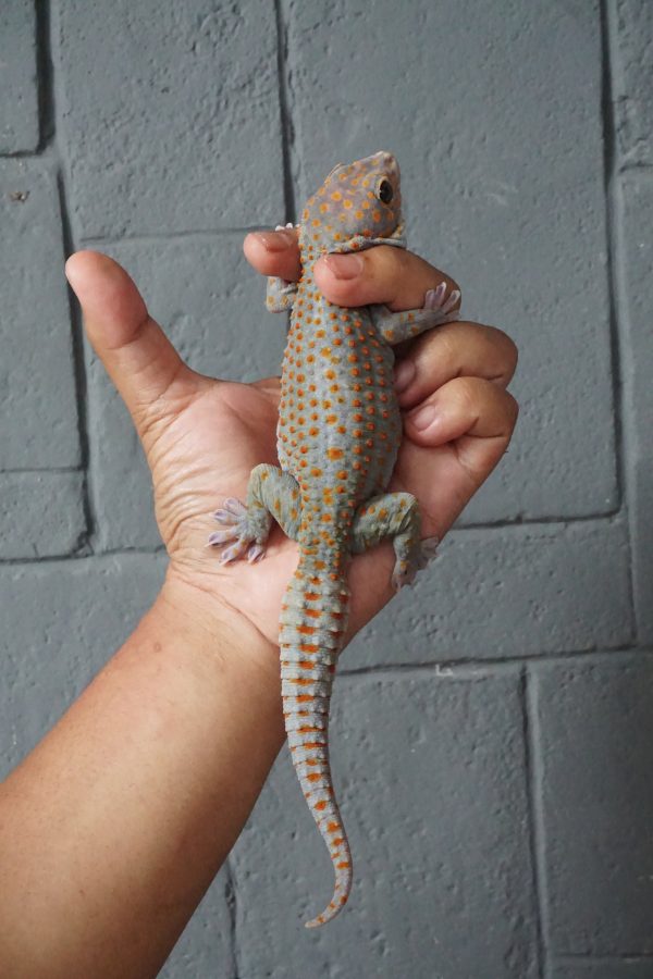 Gekko gecko | Candy Button (Black-Eyed)