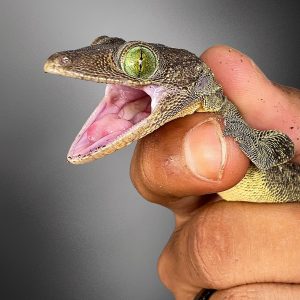 Gekko smithi | Green-eyed Gecko