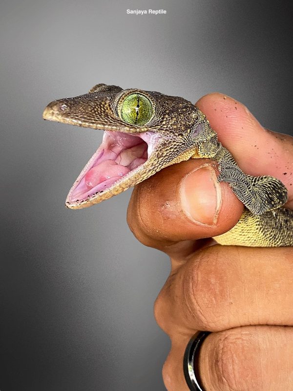 Gekko smithi | Green-eyed Gecko
