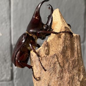 Hexarthrius rinoceros | Rhinoceros Stag Beetle