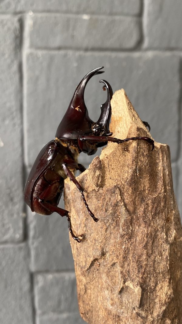 Hexarthrius rinoceros | Rhinoceros Stag Beetle