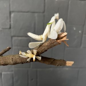 Hymenopus coronatus | Orchid Mantis