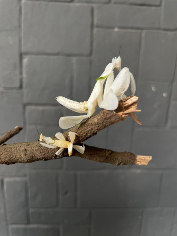 Hymenopus coronatus | Orchid Mantis