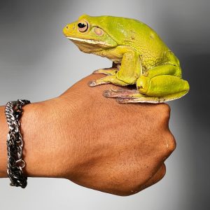 Litoria infrafrenata | White-lipped Tree Frog