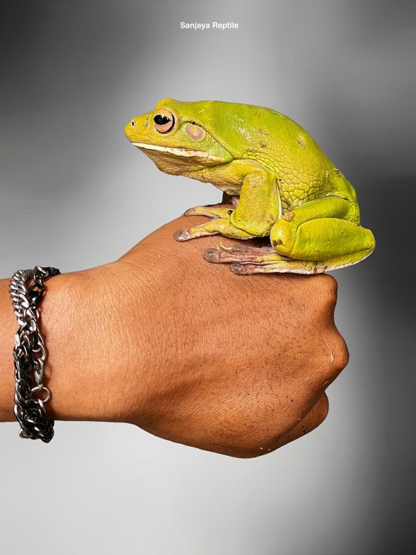 Litoria infrafrenata | White-lipped Tree Frog
