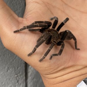 Selenocosmia javaensis | Javan Yellow-kneed Tarantula