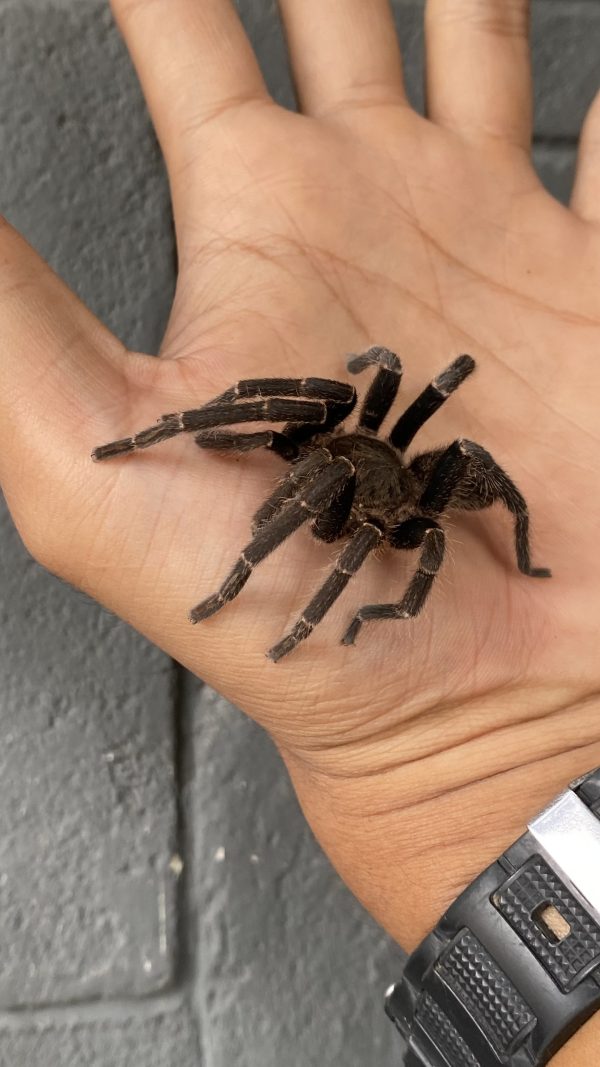 Selenocosmia javaensis | Javan Yellow-kneed Tarantula