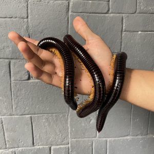 Spirostreptus sp. | Giant Golden Leg Millipede