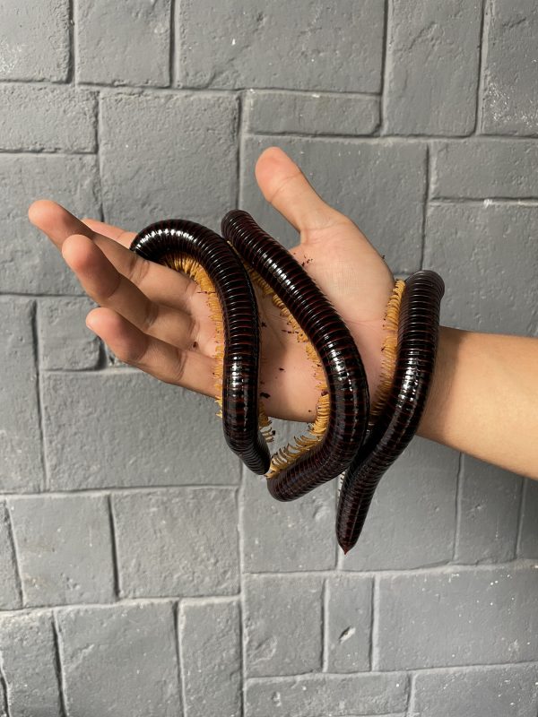 Spirostreptus sp. | Giant Golden Leg Millipede