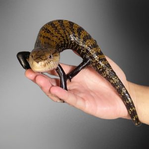 Tiliqua gigas | Blue Tongue Skink Halmahera