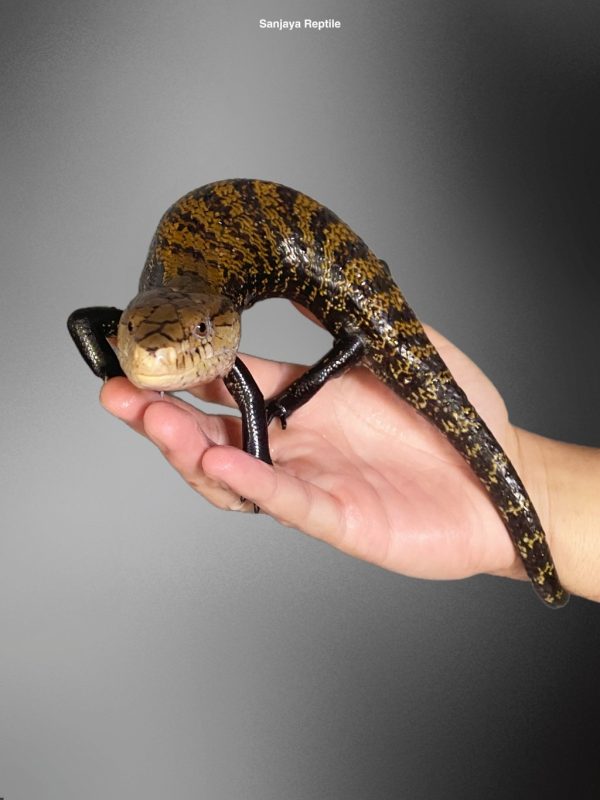 Tiliqua gigas | Blue Tongue Skink Halmahera
