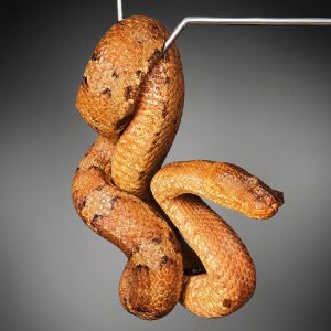 Craspedocephalus borneensis | Borneo Pit Viper