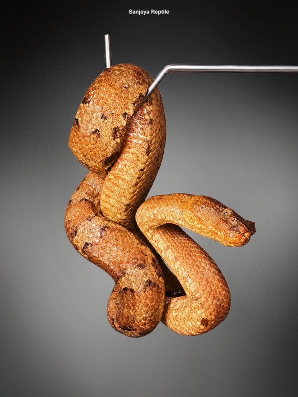 Craspedocephalus borneensis | Borneo Pit Viper