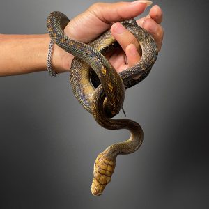 Morelia clastolepis | Seram Python
