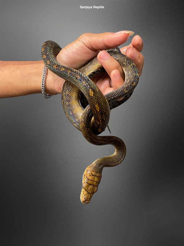 Morelia clastolepis | Seram Python