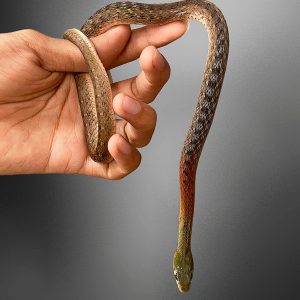 Rhabdophis subminiata | Red Necked Keelback