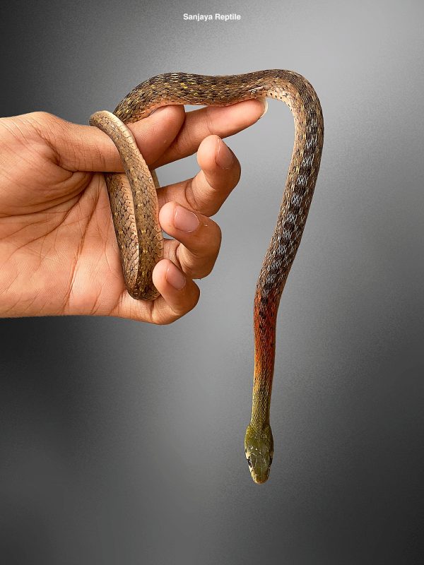 Rhabdophis subminiata | Red Necked Keelback