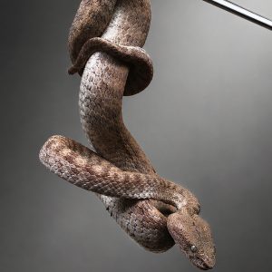 Trimeresurus fasciatus | Banded Pit Viper