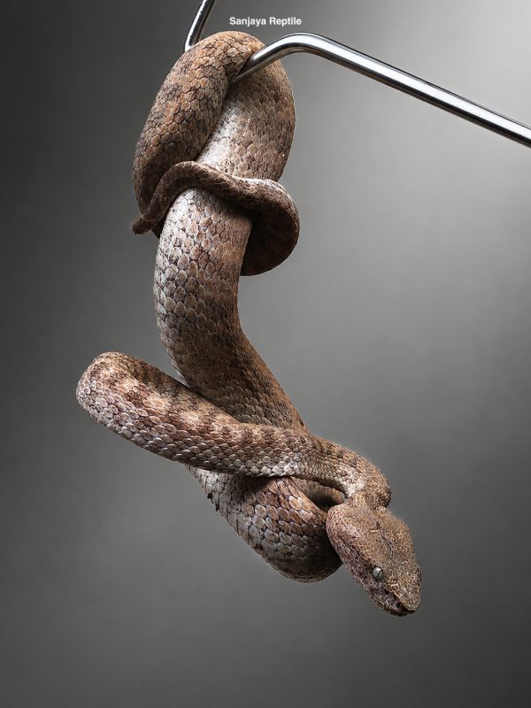 Trimeresurus fasciatus | Banded Pit Viper