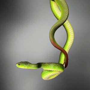 Trimeresurus insularis | Green Timur Viper Snake
