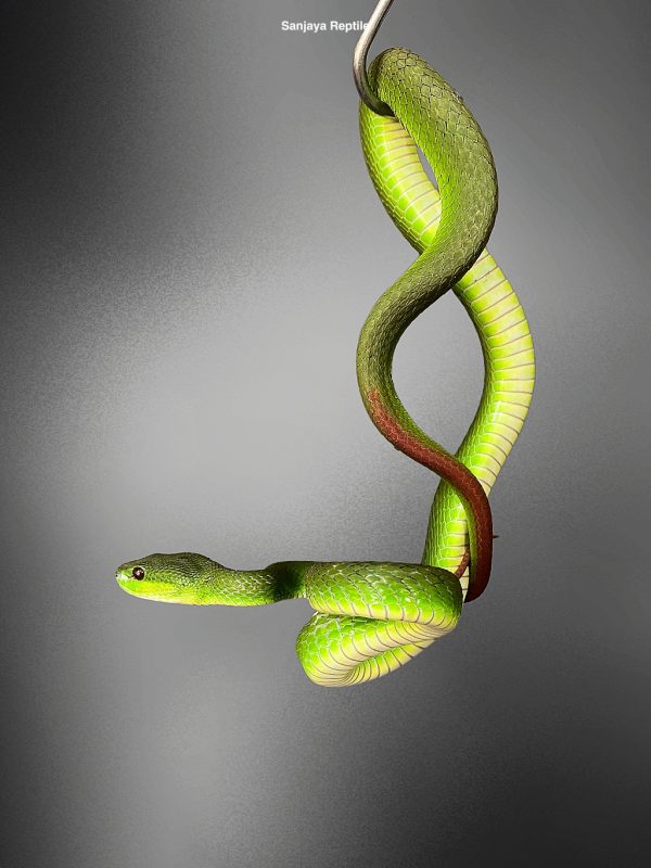 Trimeresurus insularis | Green Timur Viper Snake