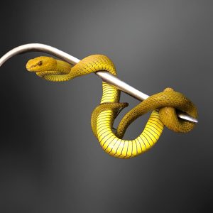 Trimeresurus insularis | Yellow Timur Viper Snake