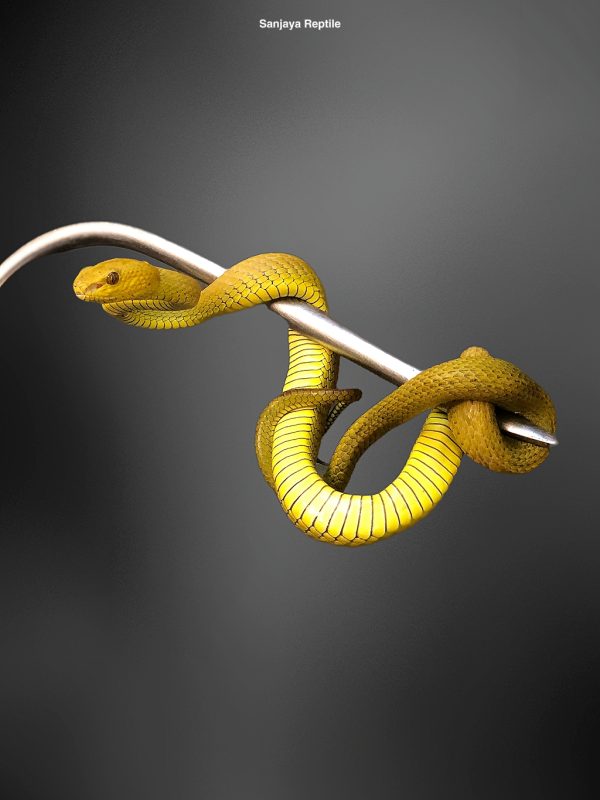 Trimeresurus insularis | Yellow Timur Viper Snake