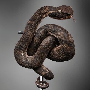 Trimeresurus puniceus | Flat Nose Pit Viper