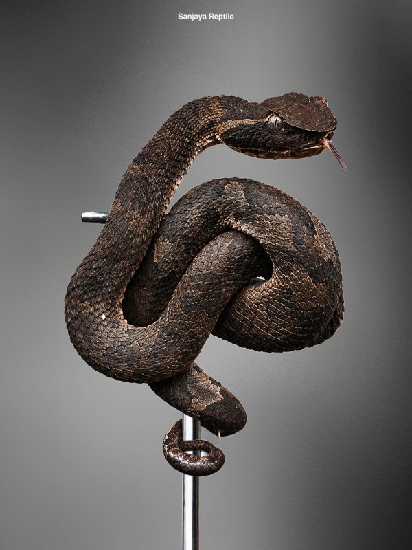 Trimeresurus puniceus | Flat Nose Pit Viper