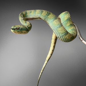 Trimeresurus sumatranus | Sumatra Pit Viper