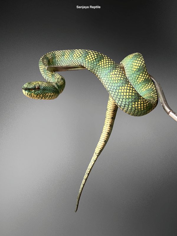 Trimeresurus sumatranus | Sumatra Pit Viper
