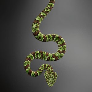 Tropidolaemus lanticintus | Broad-banded Temple Pitviper