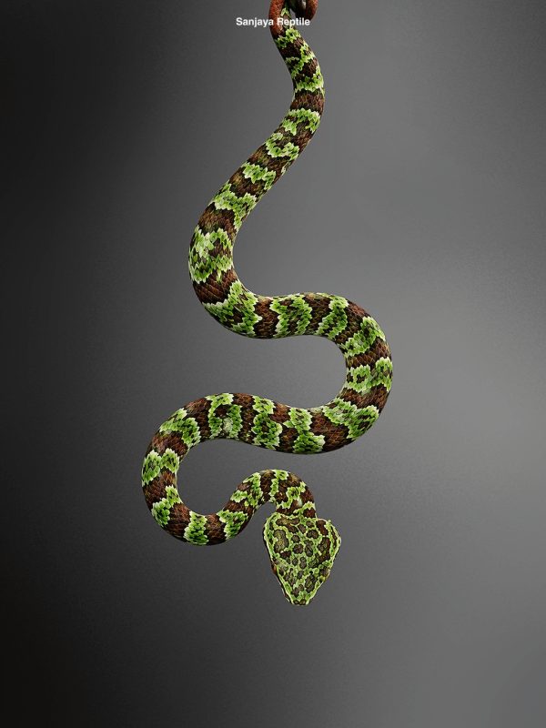 Tropidolaemus lanticintus | Broad-banded Temple Pitviper